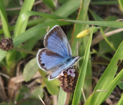 [The butterfly is perched on a fogfruit flower and has its wings open such that one wing is completely visible while the other is a straight-on view and thus only appears as a sliver. The wings are very blue with grey edging and a black dot which is the reverse side of the dark spot on the other side of the wing.]